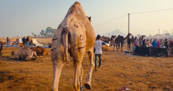 Pushkar India November 2019 2019 Famous Indian Camels Trade Pushkar — Stock Video