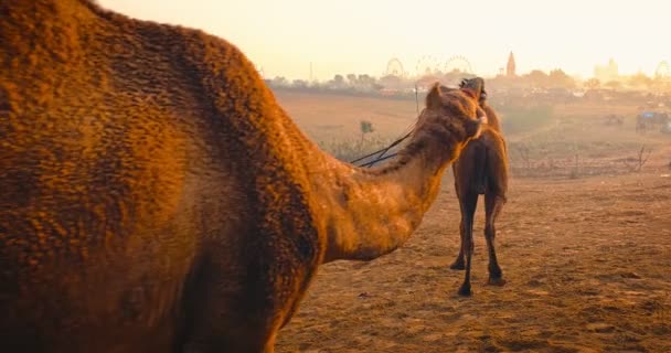 Pushkar India November 2019 2019 Beroemde Indiase Kamelen Handelen Pushkar — Stockvideo