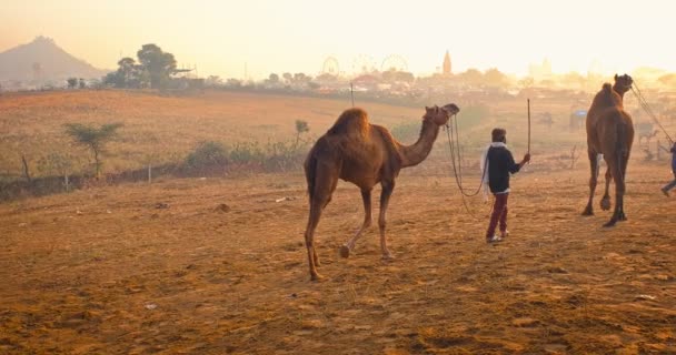 Pushkar India November 2019 Beroemde Indiase Kamelen Verhandelen Pushkar Mela — Stockvideo