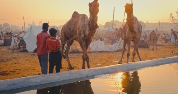 Pushkar Índia Novembro 2019 Camelos Bebendo Água Nascer Sol Feira — Vídeo de Stock