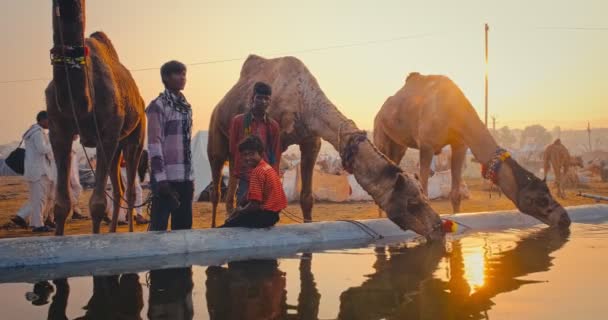 Pushkar Indie Listopada 2019 Wielbłądy Pijące Wodę Wschodzie Słońca Targach — Wideo stockowe