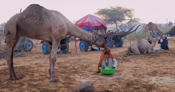 プーシュカル インド 2019年11月8日 カメルは フィールドでプーシュカルカムラクダフェアを取引しています ラクダを食べている男は 日の出に噛み付いている 有名なインドフェスティバル プーシュカール ラージャスターン — ストック動画