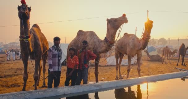 Pushkar Índia Novembro 2019 Camelos Bebendo Água Nascer Sol Feira — Vídeo de Stock