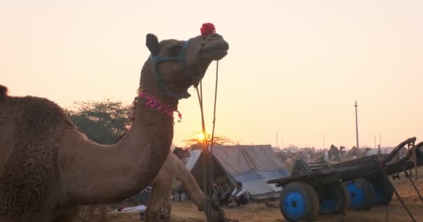 Pushkar India November 2019 Berömda Indianska Kameler Byter Pushkar Mela — Stockvideo