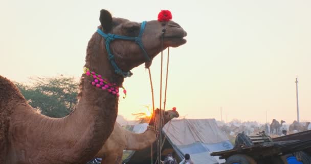 Пушкар Индия Ноября 2019 Награжден Верблюдов Знаменитом Индийском Верблюдов Торговли — стоковое видео