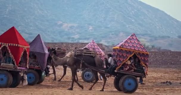 Пушкар Индия Ноября 2019 Года Верблюжье Такси Туристов Пушкарской Верблюжьей — стоковое видео