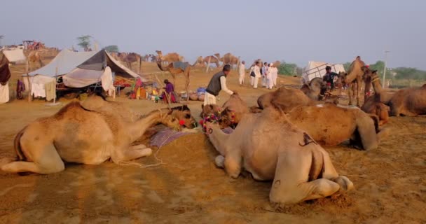Pushkar India November 2019 Kameler Kända Indianska Kameler Handlar Pushkar — Stockvideo