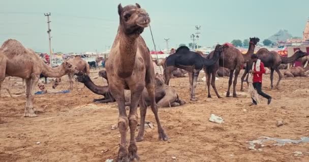 Pushkar India November 2019 Відомі Індійські Верблюди Торгують Ярмарковим Фестивалем — стокове відео