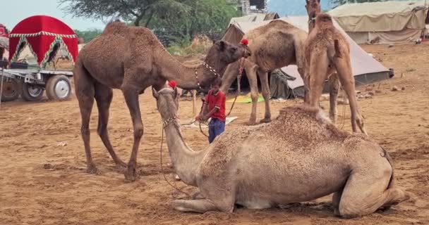 Pushkar India November 2019 Famous Indian Camels Trade Pushkar Mela — Stock Video