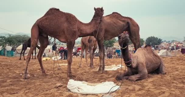 Pushkar Indien November 2019 Kameler Byter Pushkar Mela Camel Fair — Stockvideo