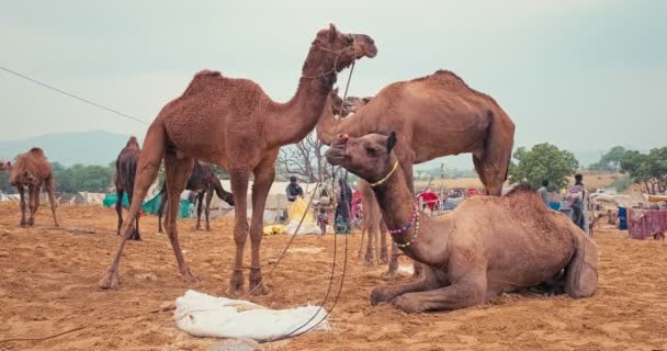 Pushkar India November 2019 Kamelen Handel Pushkar Mela Kameel Beurs — Stockvideo