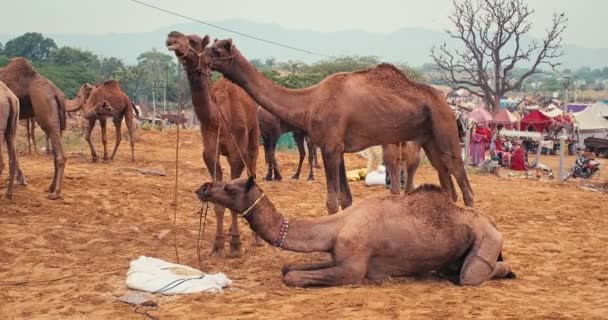 푸시카르 2019년 11월 푸시카르 박람회 현장에서 낙타는 해돋이에서 먹는다 유명한 — 비디오