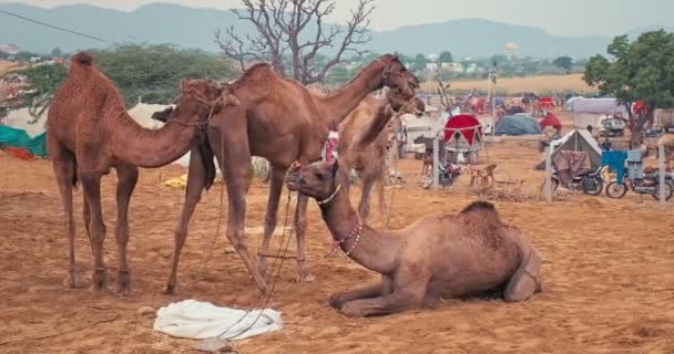 印度普什卡 2019年11月7日 骆驼在野外与普什卡骆驼交易会 骆驼又吃又嚼拉贾斯坦邦著名的印第安人节 — 图库视频影像