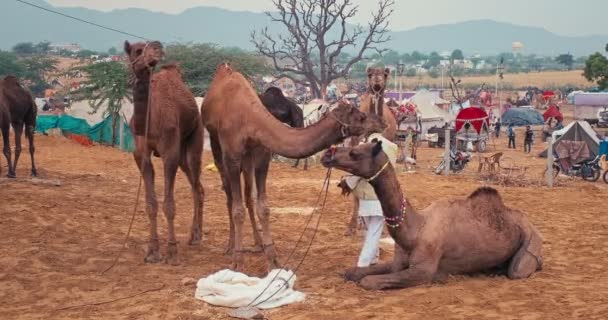 Пушкар Індія Листопада 2019 Року Верблюдний Ярмарок Польових Умовах Індійський — стокове відео