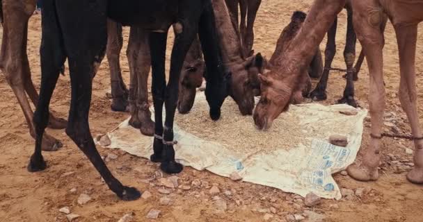 Pushkar Hindistan Kasım 2019 Camel Pushkar Mela Deve Fuarında Ticaret — Stok video
