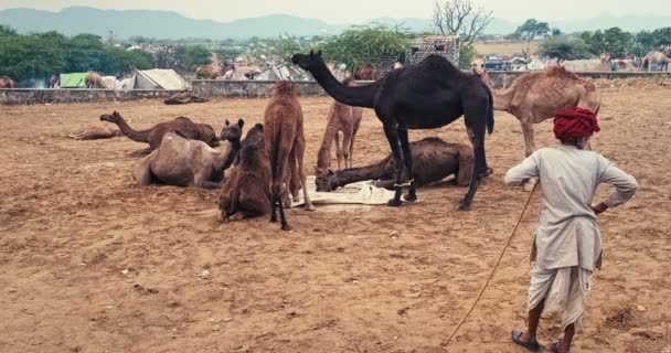 Pushkar Indien November 2019 Indischer Dorfbewohner Und Seine Kamele Auf — Stockvideo