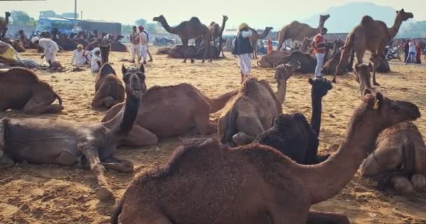 푸시카르 2019년 11월 푸시카르 박람회 현장에서 낙타는 씹는다 Rajasthan의 유명한 — 비디오