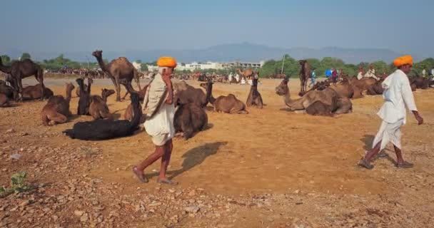 Pushkar India Noviembre 2019 Comercio Camellos Feria Camellos Pushkar Mela — Vídeo de stock