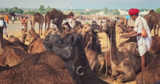 Pushkar Índia Novembro 2019 Comércio Camelos Feira Camelos Pushkar Mela — Vídeo de Stock