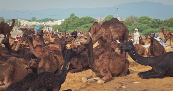 印度普什卡 2019年11月7日 骆驼在野外与普什卡骆驼交易会 骆驼在咀嚼 著名的印第安节 印度拉贾斯坦邦普什卡 — 图库视频影像