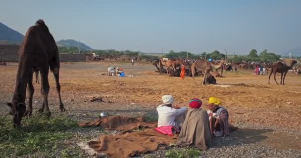 2019年11月7日 印度普什卡 卡梅尔 在普什卡骆驼展会上与萨德尔胡交谈 普什卡骆驼展会是世界上最大的骆驼展销会和旅游胜地之一 — 图库视频影像