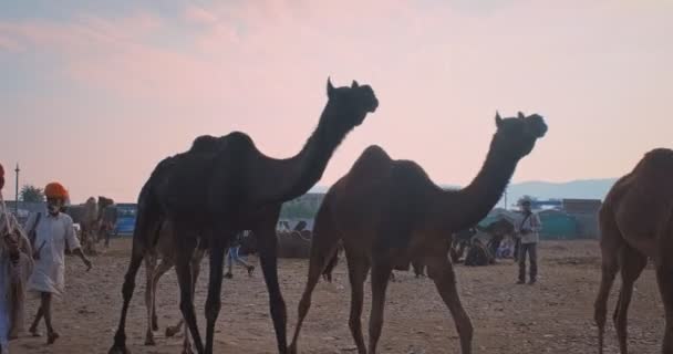 Pushkar Indien November 2019 Kameler Hjord Pushkar Mela Kamel Mässan — Stockvideo