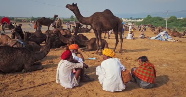 Pushkar Ινδία Νοεμβρίου 2019 Ινδοί Και Καμήλες Στην Έκθεση Καμήλας — Αρχείο Βίντεο