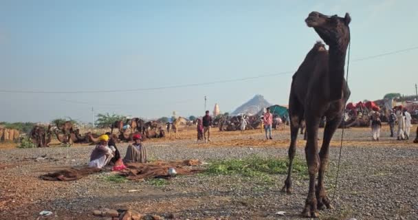 Pushkar India November 2019 Kamelenhandel Pushkar Mela Kamelenbeurs Het Veld — Stockvideo
