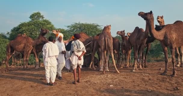 プーシュカル インド 2019年11月7日 プーシュカル ラクダフェア プーシュカル のインドの田舎の村人男性とラクダ 年間有名なラクダと家畜フェアと観光名所 — ストック動画