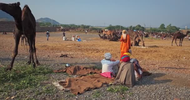 Pushkar India Noviembre 2019 Camello Hombres Indios Hablando Sadhu Feria — Vídeo de stock