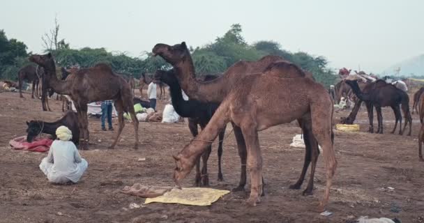 Pushkar India November 2019 Camels Trade Pushkar Mela Unta Fair — Stok Video