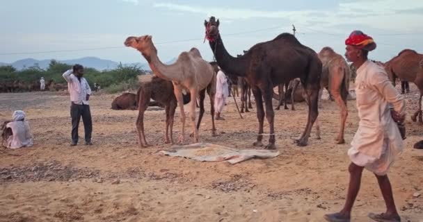 Pushkar Índia Novembro 2019 Comércio Camelos Feira Camelos Pushkar Mela — Vídeo de Stock