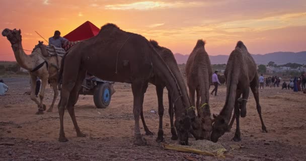 Pushkar India November 2019 Kamelen Bij Zonsondergang Pushkar Mela Kamelenbeurs — Stockvideo