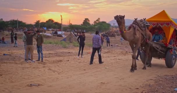 Пушкар Індія Листопада 2019 Року Верблюдний Таксі Туристів Заході Сонця — стокове відео
