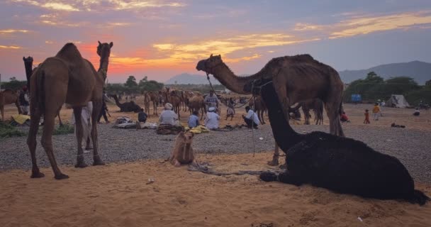 Pushkar Índia Novembro 2019 Camelos Pôr Sol Feira Camelos Pushkar — Vídeo de Stock