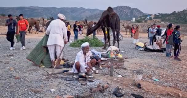 プーシュカル インド 2019年11月7日 ラクダで食事を調理するインドの男性は フィールドでプーシュカルラクダカメルフェアを取引します 食べたり噛んだりするカメル ラジャスタンで有名なインドの祭り — ストック動画