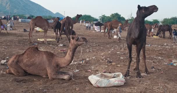 푸시카르 2019년 11월 푸시카르 박람회 현장에서 낙타는 해돋이를 씹는다 유명한 — 비디오