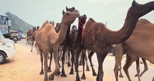 Pushkar India November 2019 Kamelenkudde Pushkar Mela Kamelenbeurs Weg Kamelen — Stockvideo