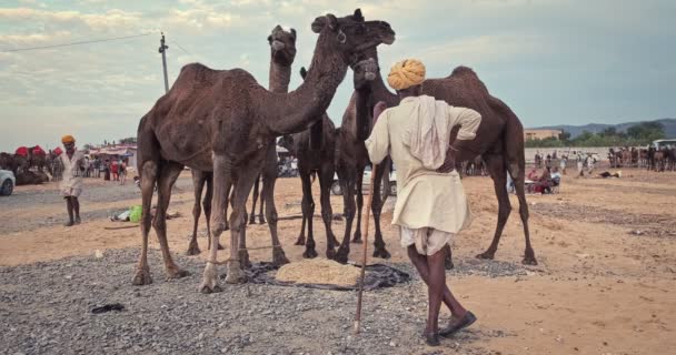Pushkar Ινδία Νοεμβρίου 2019 Ινδός Αγρότης Και Καμήλες Του Στην — Αρχείο Βίντεο