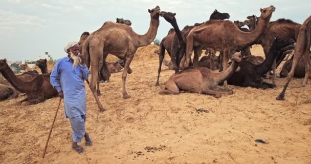 Pushkar India November 2019 Indiase Plattelandsdorpsmens Zijn Kamelen Pushkar Kamelenbeurs — Stockvideo