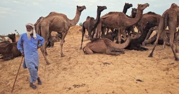印度普什卡 2019年11月6日 普什卡骆驼博览会 Pushkar Mela 上的印度农村男子及其骆驼 一年一度的骆驼展会 世界上最大的骆驼展销会和旅游胜地之一 — 图库视频影像