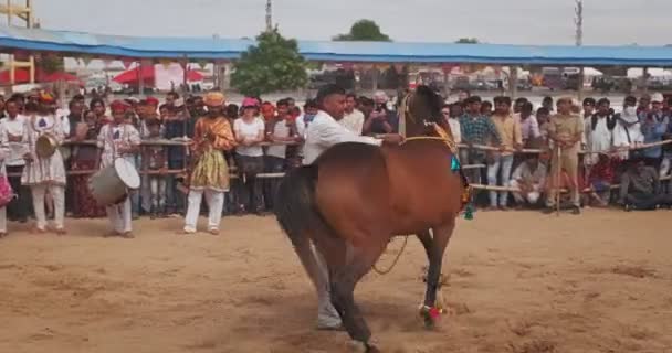 2019年9月6日 村での伝統的なフェスティバル馬のダンスパフォーマンスショー 馬はトレーナーの運転手とギャロップを動かします プーシュカル ラジャスターン インド サウンド — ストック動画