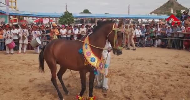 Pushkar India 2019年11月6日 在Pushkar Mela音乐节的露天场地举行的传统舞马比赛 马和驯马师一起飞奔 Pushkar Rajasthan India 声音不错 — 图库视频影像