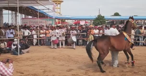 Pushkar India November 2019 Traditionele Paardendanswedstrijd Open Terrein Pushkar Mela — Stockvideo