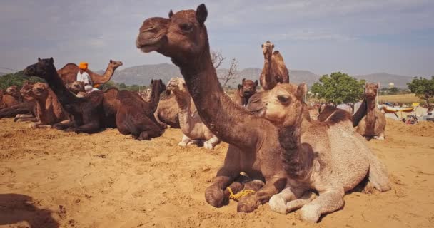 Пушкар Індія Листопада 2019 Року Верблюди Торгують Ярмарком Верблюдів Полі — стокове відео