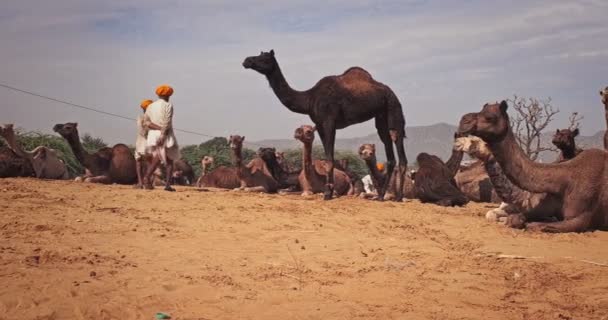 Pushkar India November 2019 Kamelenhandel Kamelenbeurs Pushkar Mela Kamelenbeurs Het — Stockvideo