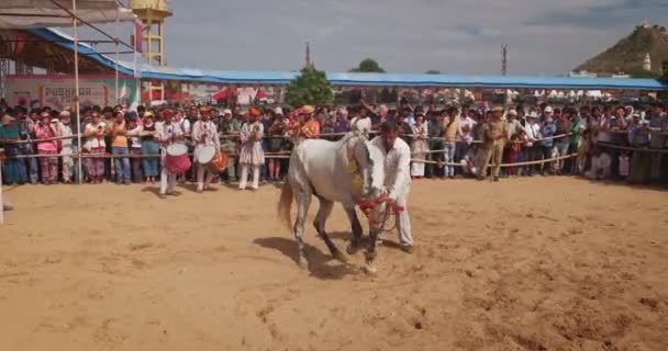 Pushkar India Kasım 2019 Köyde Geleneksel Festival Atı Dans Gösterisi — Stok video
