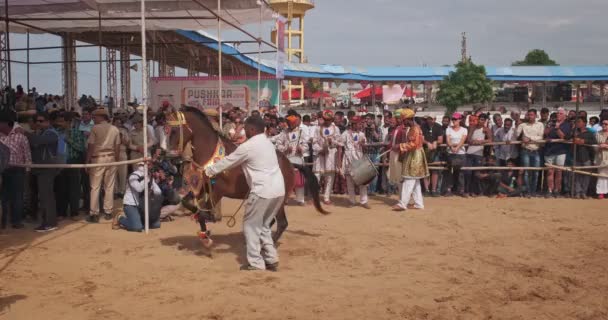 Pushkar India November 2019 Traditional Festival Horse Dance Performance Show — Stock Video