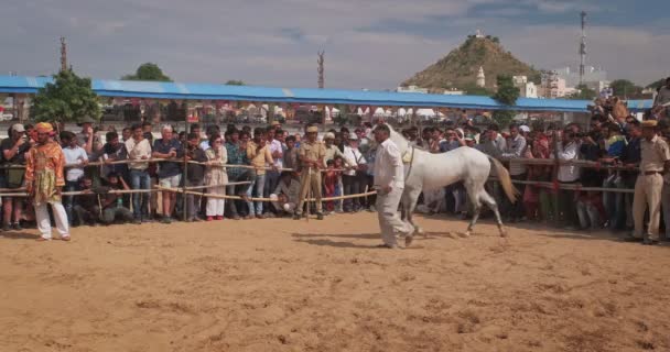 Pushkar India Novembro 2019 Festival Tradicional Dança Cavalo Campo Aberto — Vídeo de Stock
