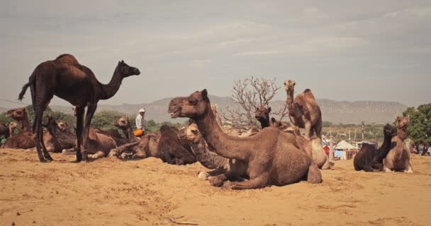 Pushkar Indien November 2019 Kamele Tauschen Die Kamelmesse Pushkar Mela — Stockvideo